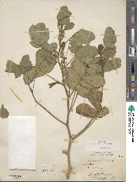 Senna obtusifolia image