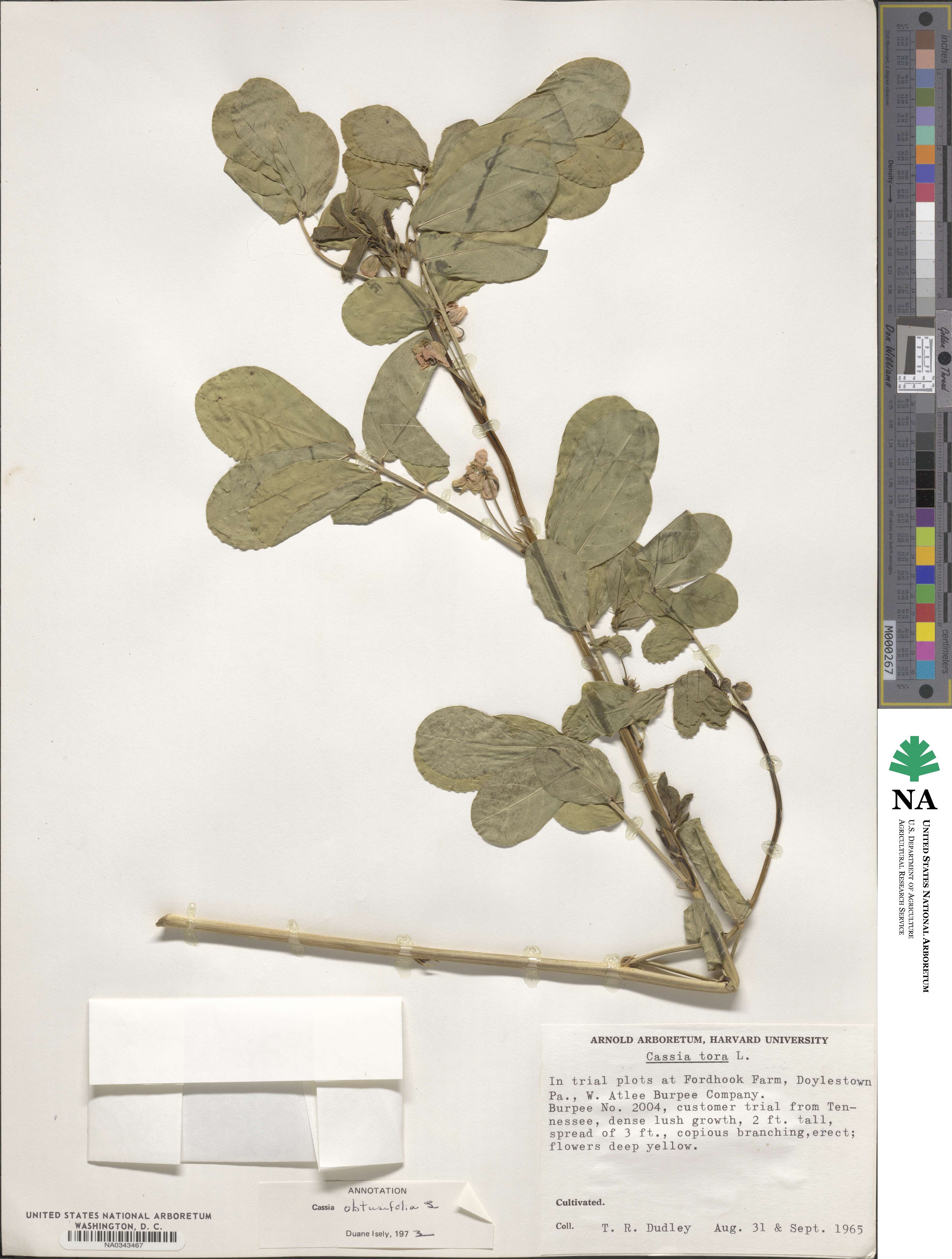 Senna obtusifolia image