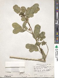 Senna obtusifolia image