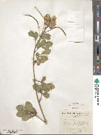 Senna obtusifolia image