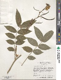 Senna occidentalis image