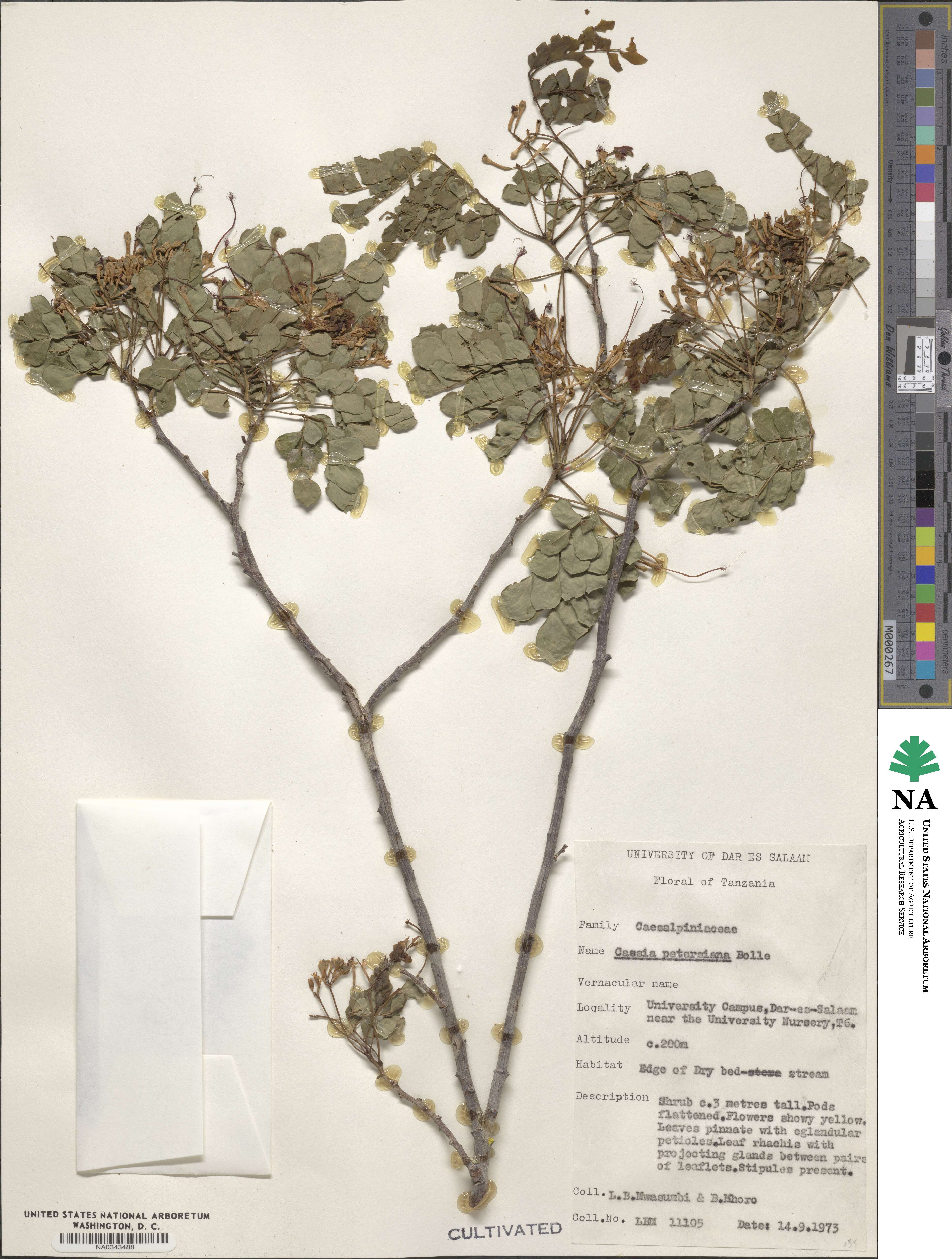 Senna petersiana image