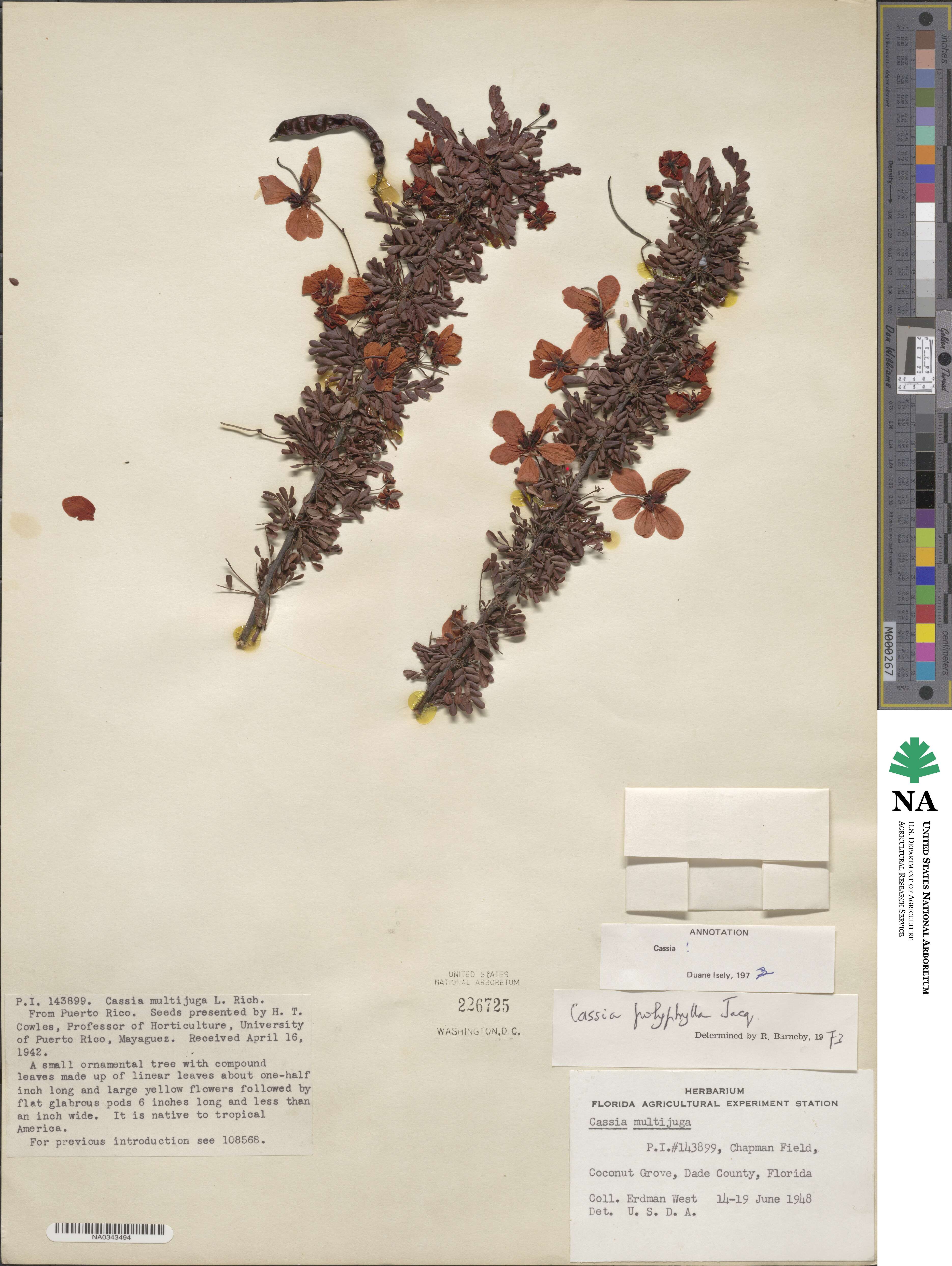 Senna polyphylla image