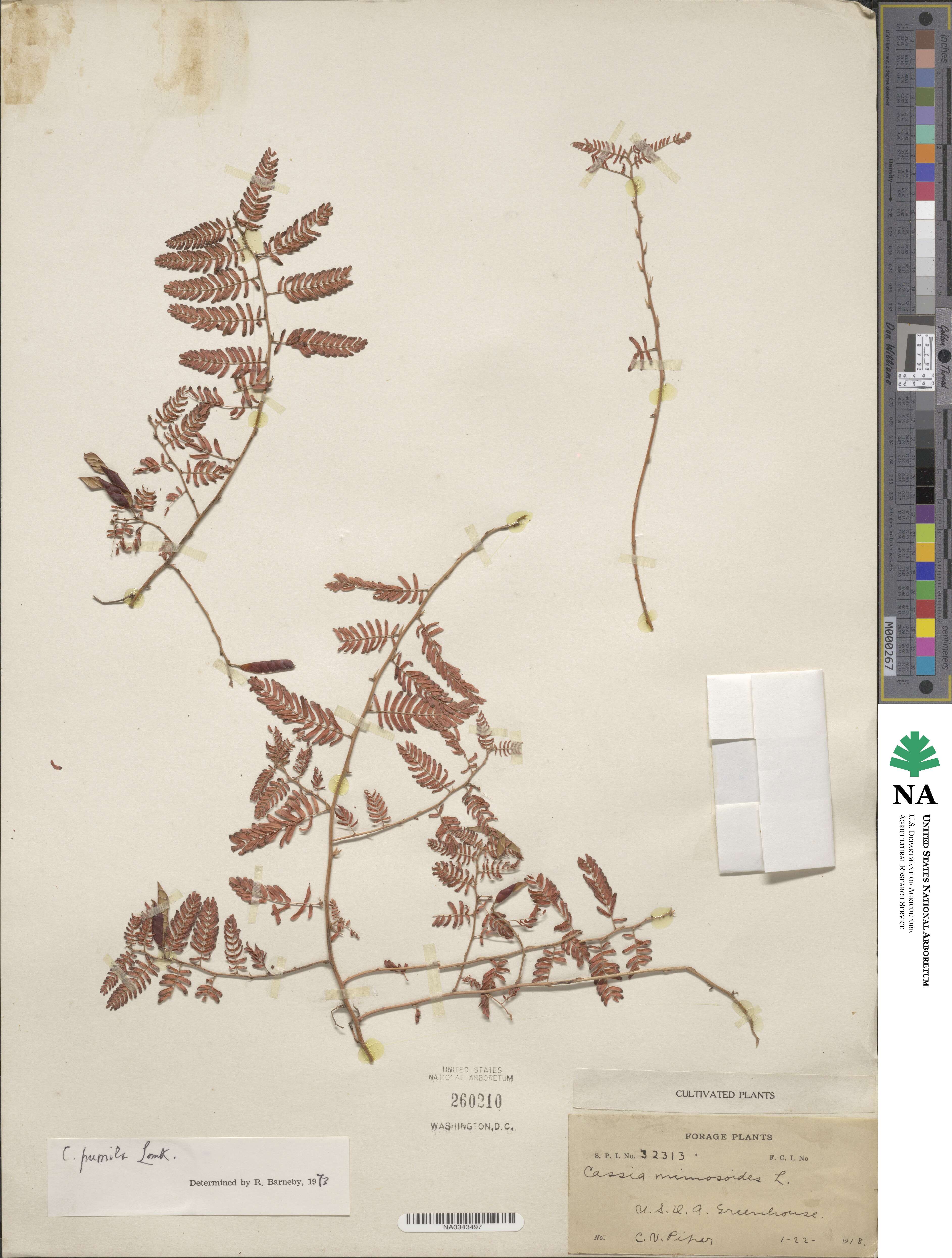 Cassia pumila image