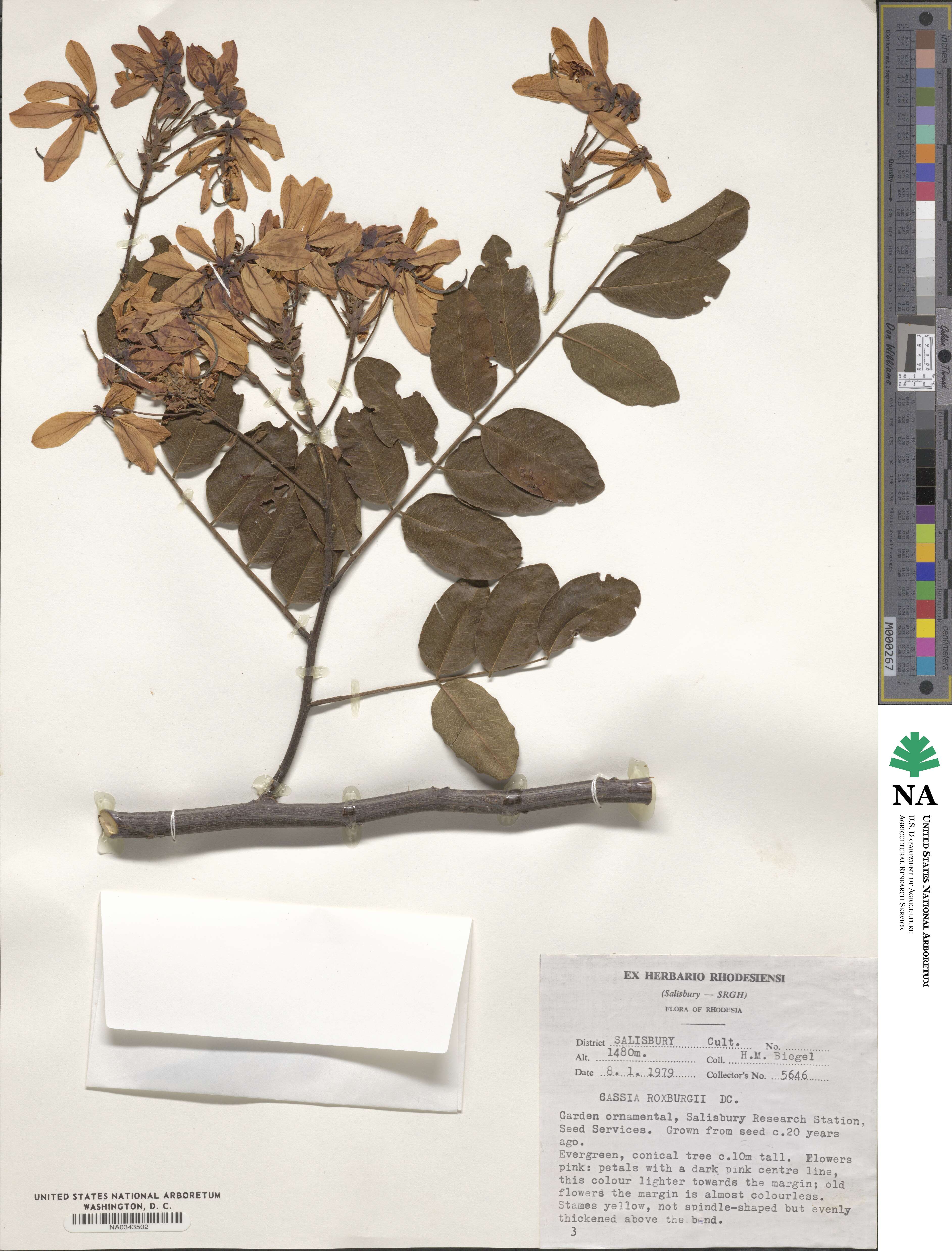 Cassia roxburghii image