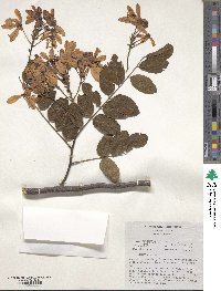 Cassia roxburghii image