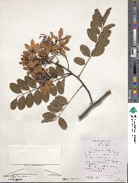 Cassia roxburghii image