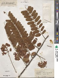 Cassia roxburghii image