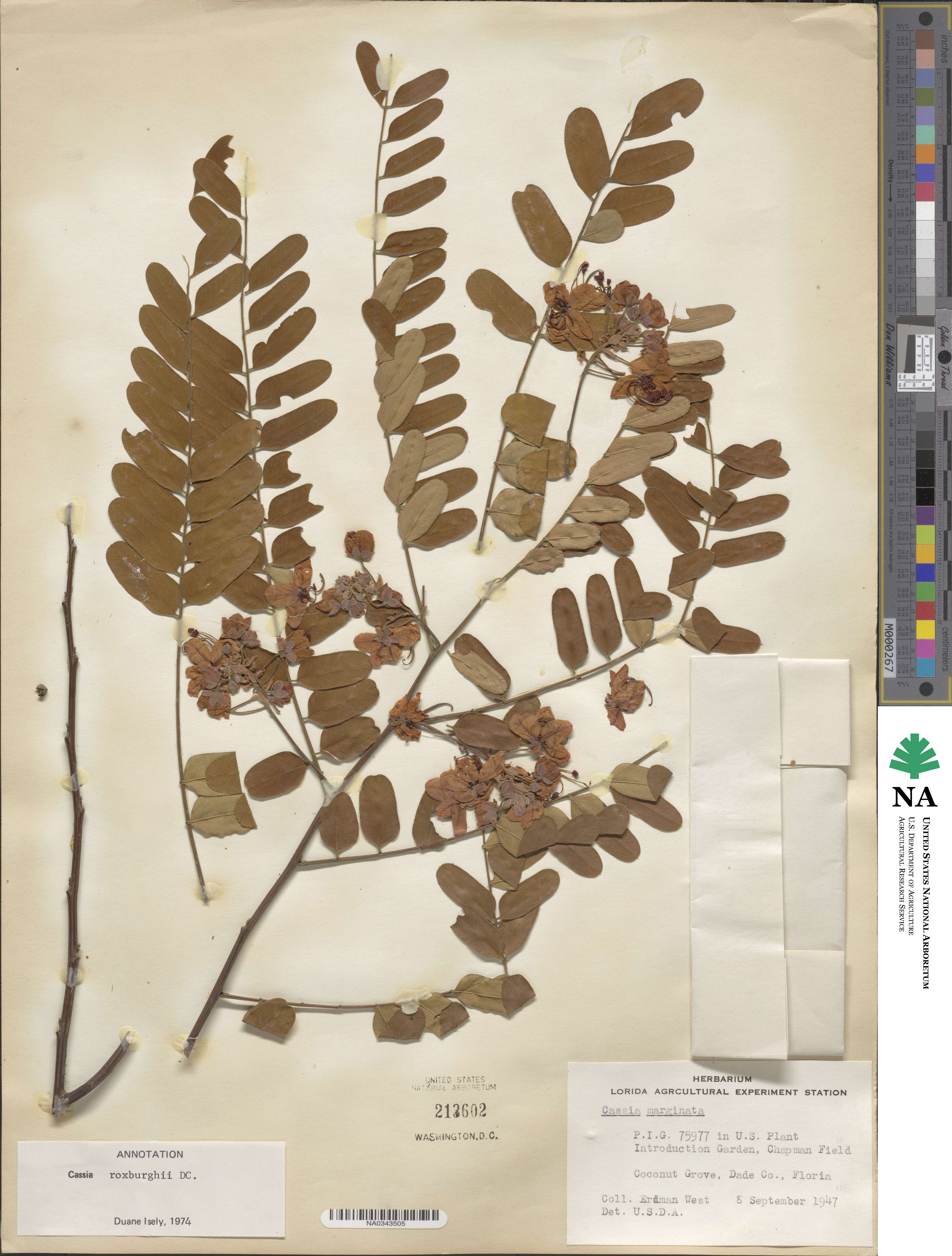Cassia roxburghii image