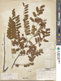 Cassia roxburghii image