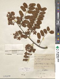 Cassia roxburghii image