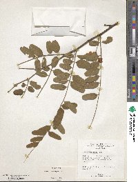 Cassia roxburghii image