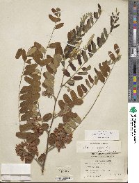 Cassia roxburghii image