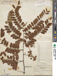 Cassia roxburghii image