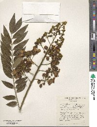 Cassia sophora image