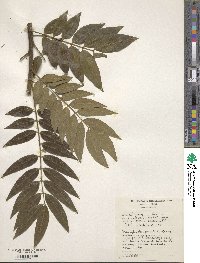 Cassia sophora image