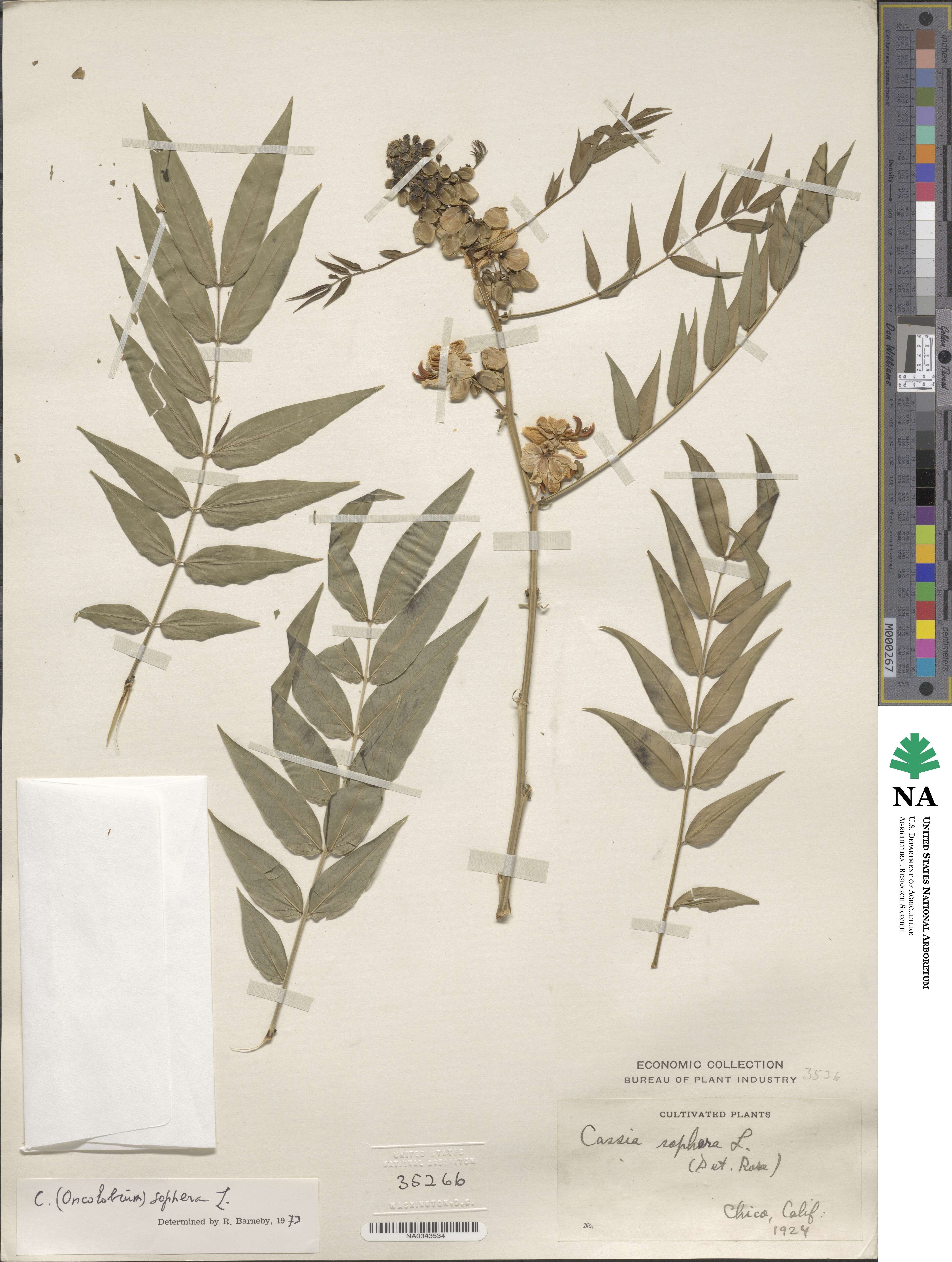 Cassia image