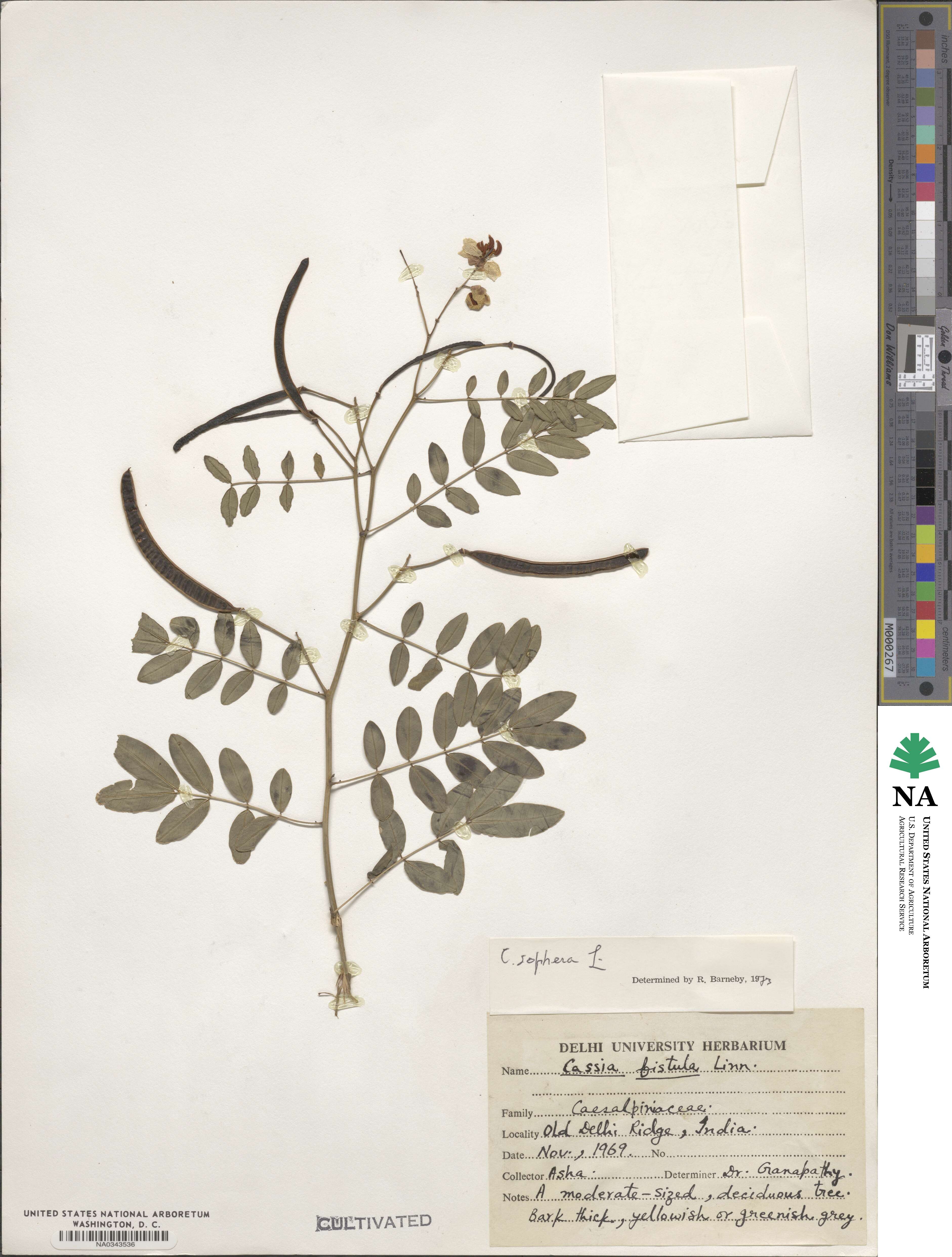 Cassia sophora image