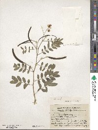 Cassia sophora image