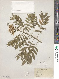 Cassia sophora image