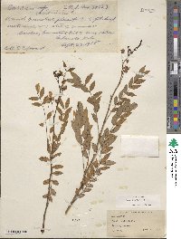 Cassia sophora image