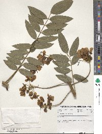 Senna spectabilis image