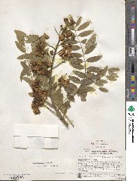 Senna spectabilis image