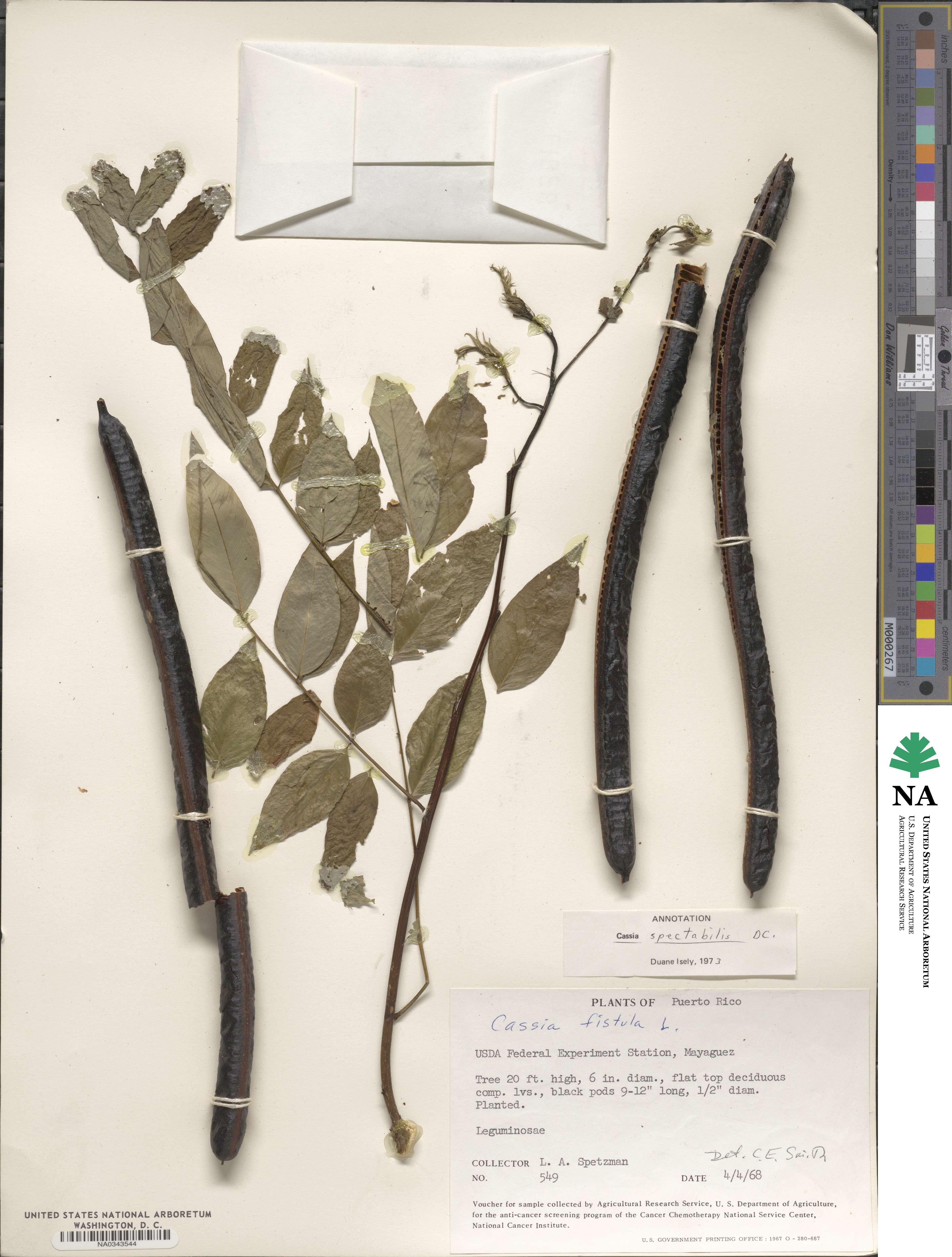 Senna spectabilis image