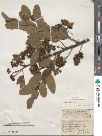 Senna spectabilis image