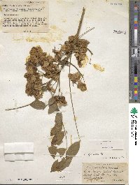 Senna spectabilis image