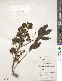 Senna spectabilis image