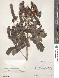 Senna surattensis image