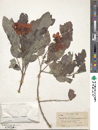 Senna surattensis image