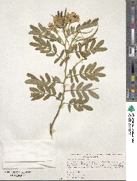 Cassia tomentosa image