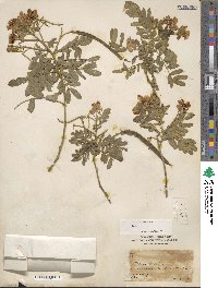 Cassia tomentosa image