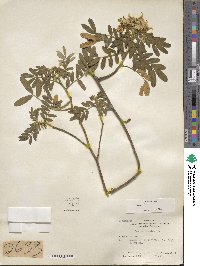 Cassia tomentosa image