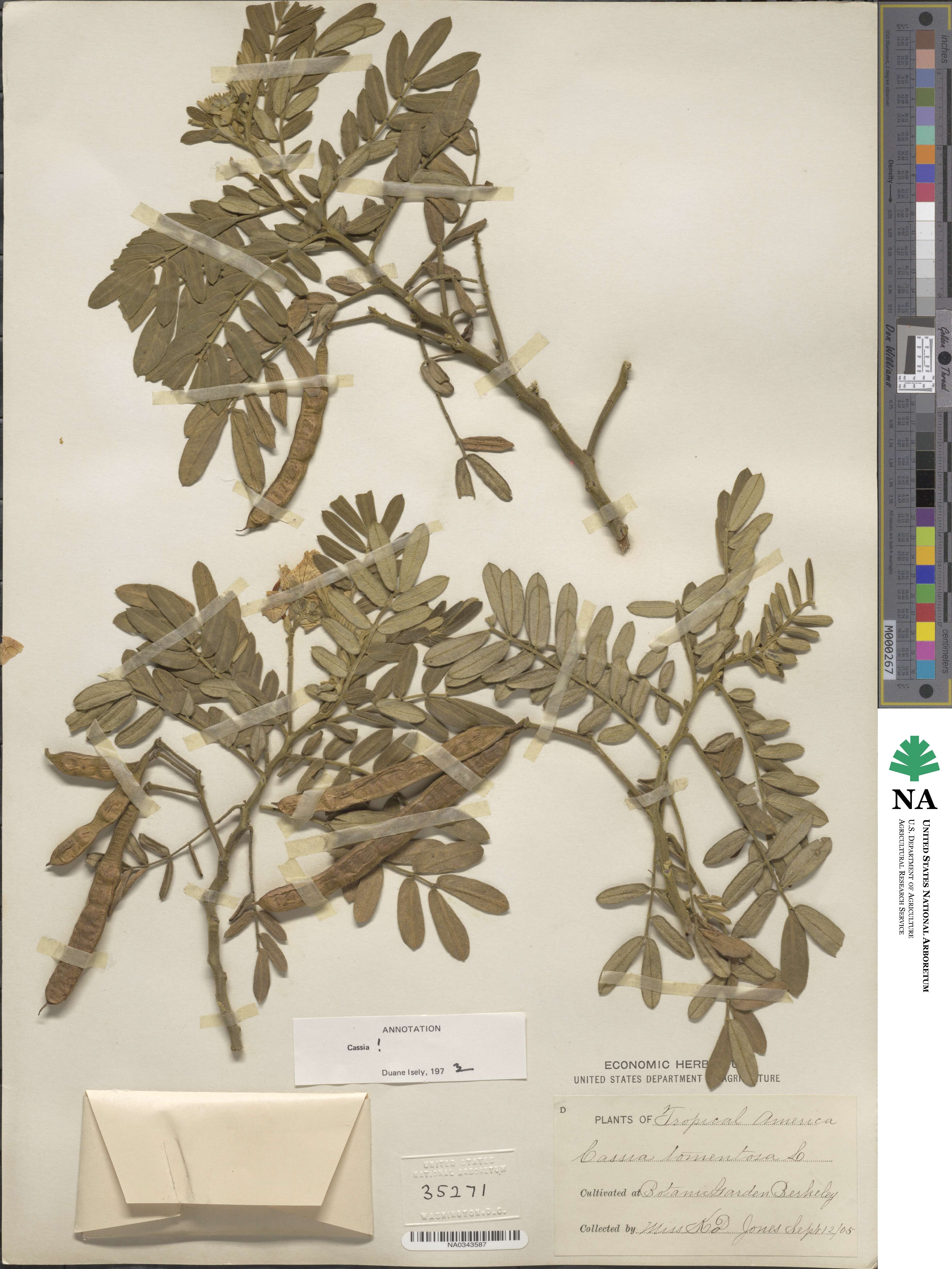 Cassia tomentosa image