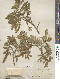 Cassia tomentosa image