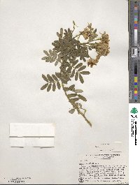 Cassia tomentosa image