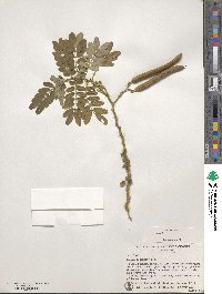 Cassia tomentosa image