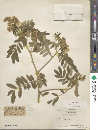 Cassia tomentosa image