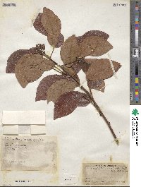 Senna undulata image