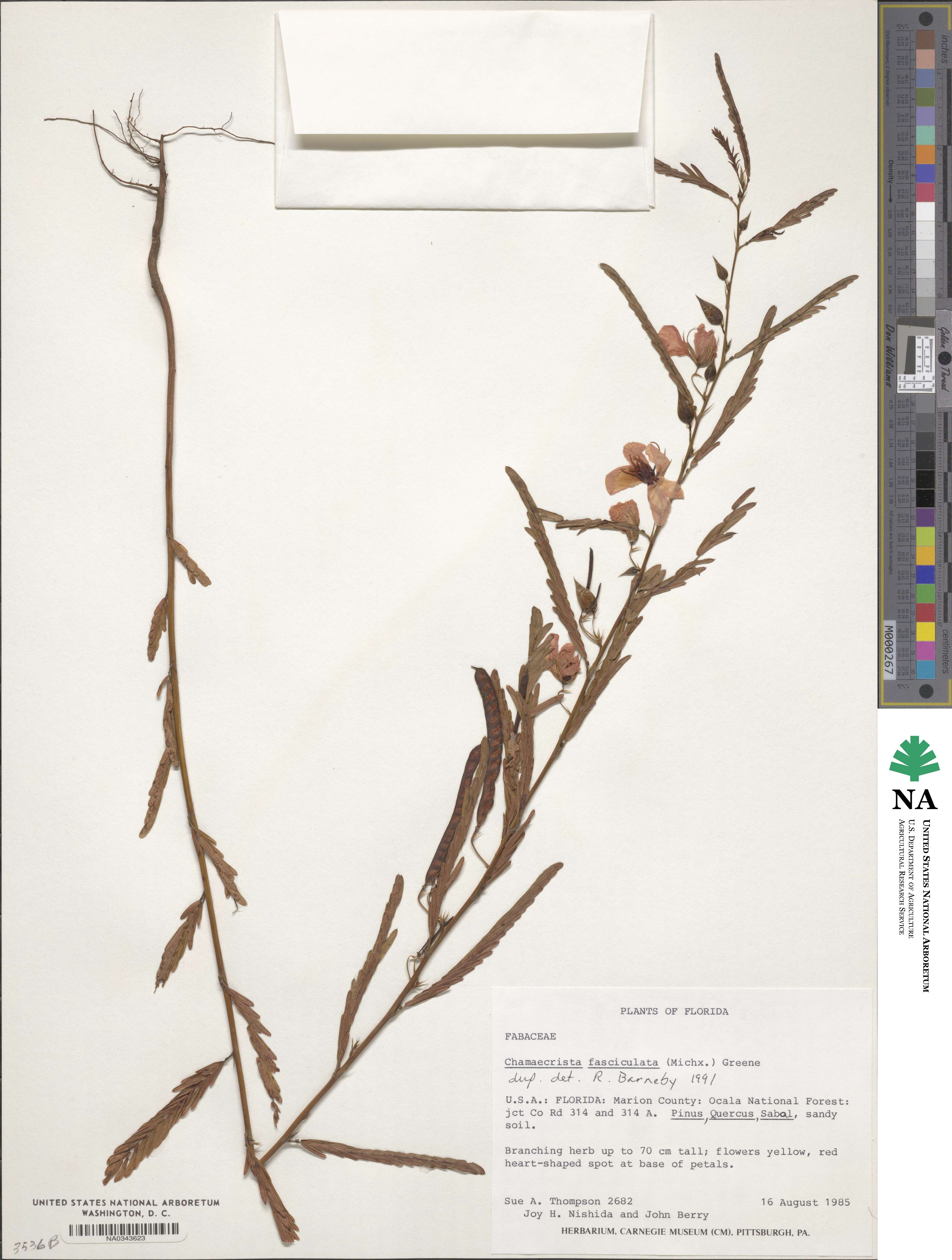Chamaecrista fasciculata image