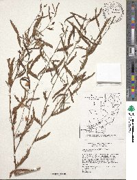 Chamaecrista fasciculata image