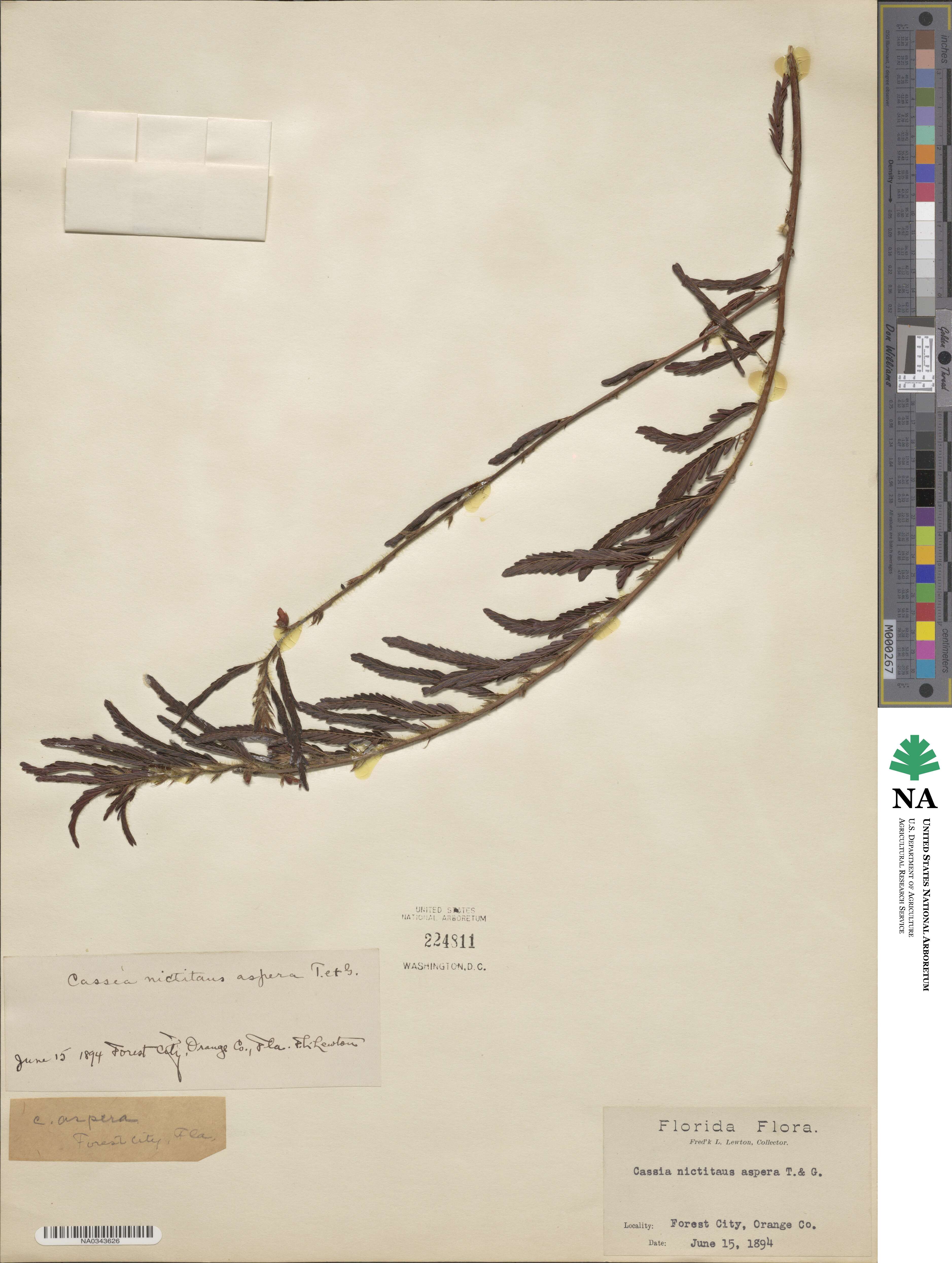 Chamaecrista nictitans var. aspera image