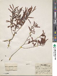 Chamaecrista nictitans subsp. nictitans image