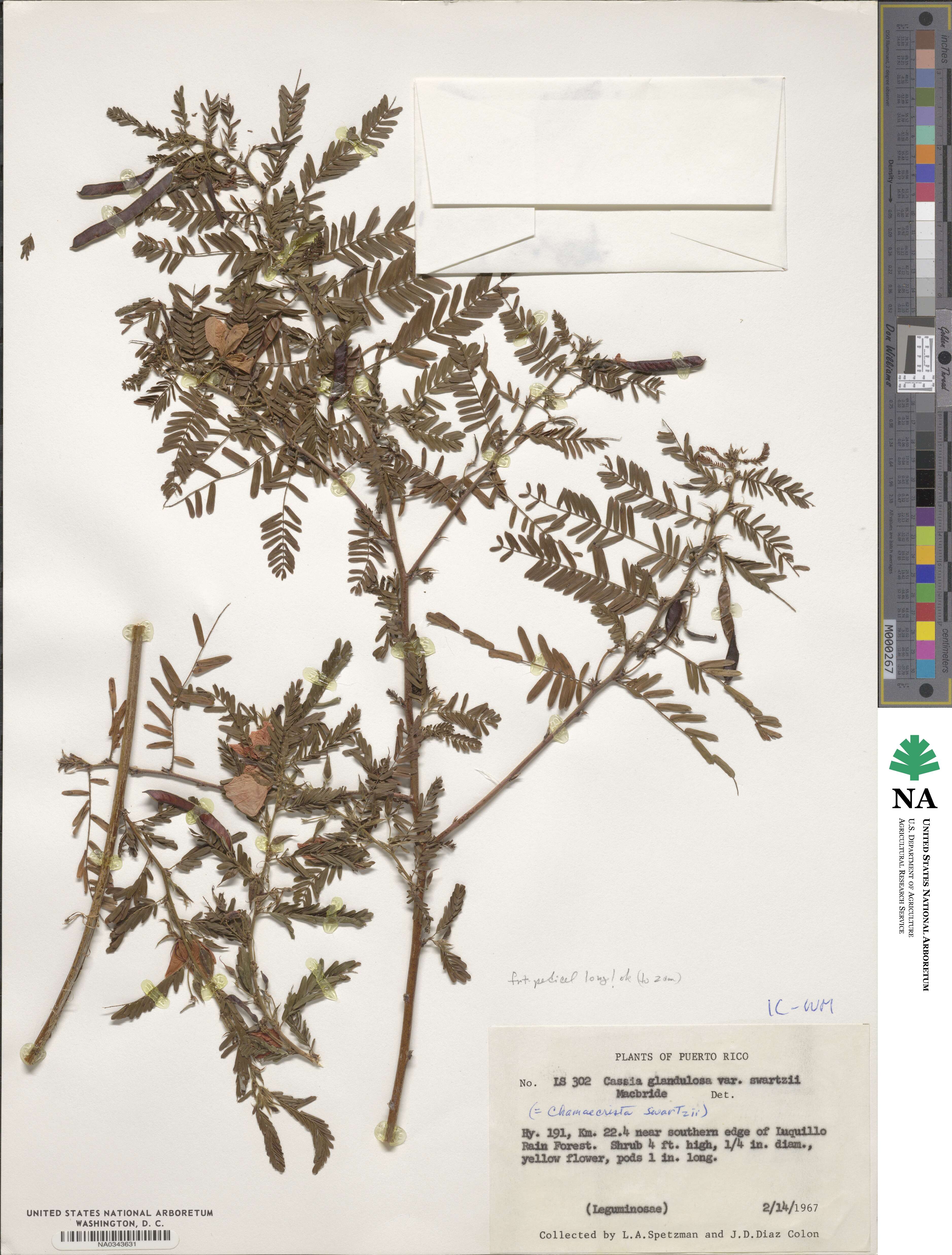 Chamaecrista glandulosa var. swartzii image