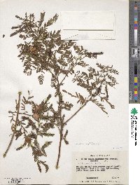 Chamaecrista glandulosa image