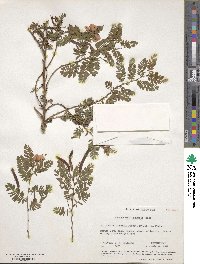 Chamaecrista glandulosa var. swartzii image