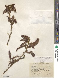 Chamaecrista glandulosa var. flavicoma image